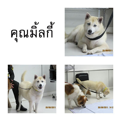 คุณมิ้ลกี้ สุนัขทรงเลี้ยง