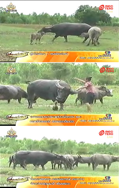 ทองสุข ควายยักษ์ ทองสุข ควายยักษ์