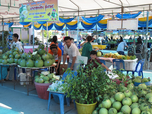 เทศกาลส้มโอขาวใหญ่ เทศกาลส้มโอขาวใหญ่