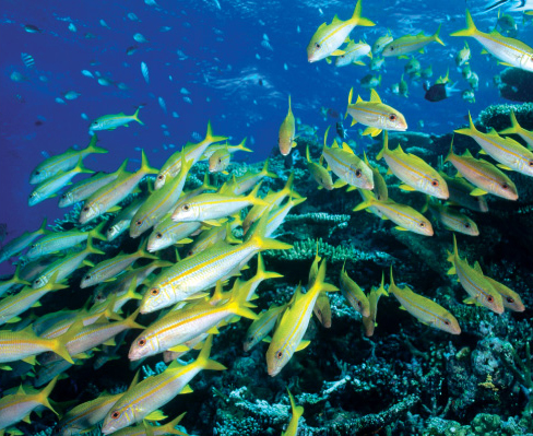 Great Barrier Reef Great Barrier Reef