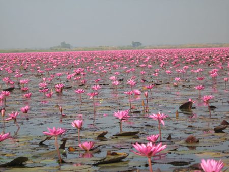 ทะเลบัวแดง หนองหาน