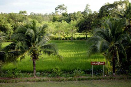 สวนของพ่อ