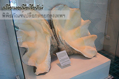 พิพิธภัณฑ์เปลือกหอย