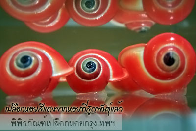 พิพิธภัณฑ์เปลือกหอย