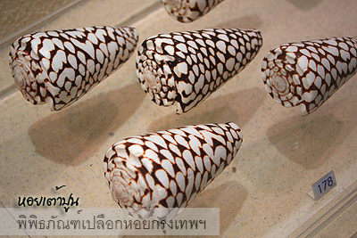 พิพิธภัณฑ์เปลือกหอย