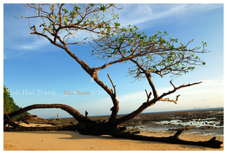 เกาะไหง
