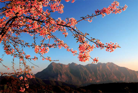 พญาเสือโคร่ง พญาเสือโคร่ง