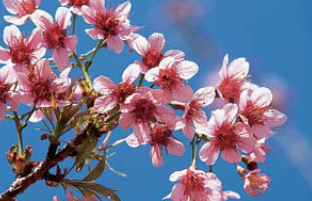 พญาเสือโคร่ง พญาเสือโคร่ง