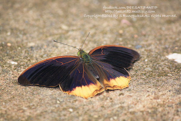 อุทยานแห่งชาติปางสีดา อุทยานแห่งชาติปางสีดา