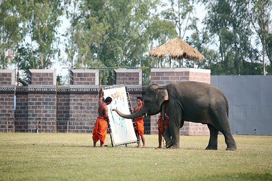 งานช้างสุรินทร์ งานช้างสุรินทร์
