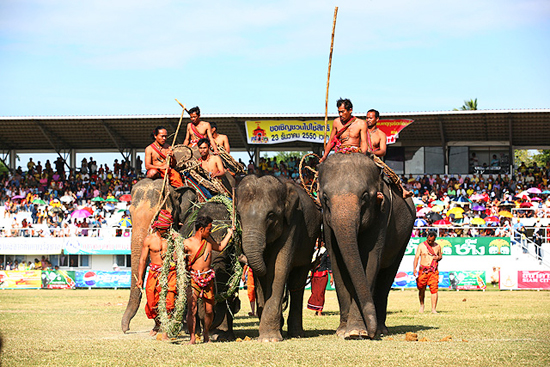 งานช้างสุรินทร์ งานช้างสุรินทร์