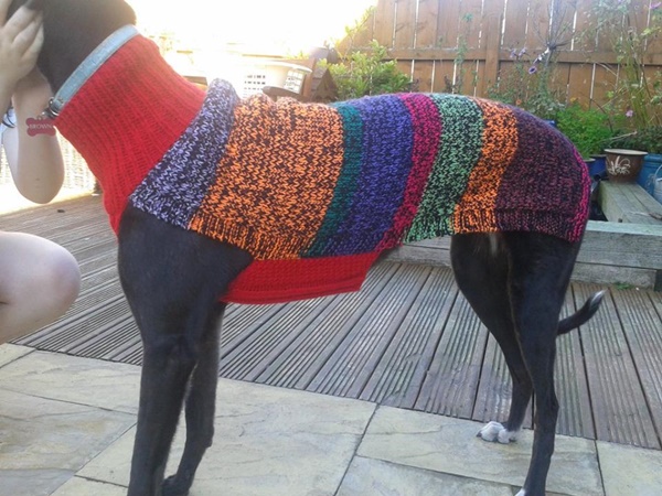 แม่พระตัวจริง หญิงวัย 52 ปี ลาออกจากงาน เพื่อถักเสื้อหนาวหมาจรจัด แม่พระตัวจริง หญิงวัย 52 ปี ลาออกจากงาน เพื่อถักเสื้อหนาวหมาจรจัด