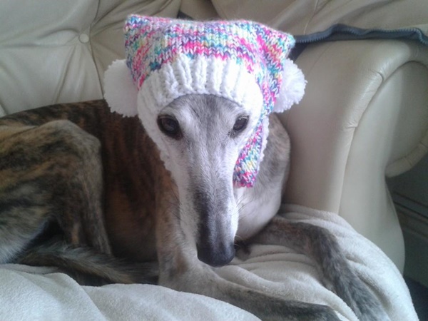 แม่พระตัวจริง หญิงวัย 52 ปี ลาออกจากงาน เพื่อถักเสื้อหนาวหมาจรจัด แม่พระตัวจริง หญิงวัย 52 ปี ลาออกจากงาน เพื่อถักเสื้อหนาวหมาจรจัด