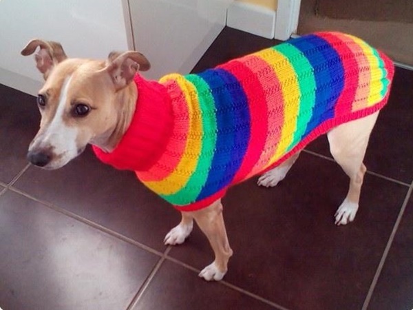 แม่พระตัวจริง หญิงวัย 52 ปี ลาออกจากงาน เพื่อถักเสื้อหนาวหมาจรจัด แม่พระตัวจริง หญิงวัย 52 ปี ลาออกจากงาน เพื่อถักเสื้อหนาวหมาจรจัด