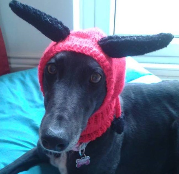 แม่พระตัวจริง หญิงวัย 52 ปี ลาออกจากงาน เพื่อถักเสื้อหนาวหมาจรจัด แม่พระตัวจริง หญิงวัย 52 ปี ลาออกจากงาน เพื่อถักเสื้อหนาวหมาจรจัด