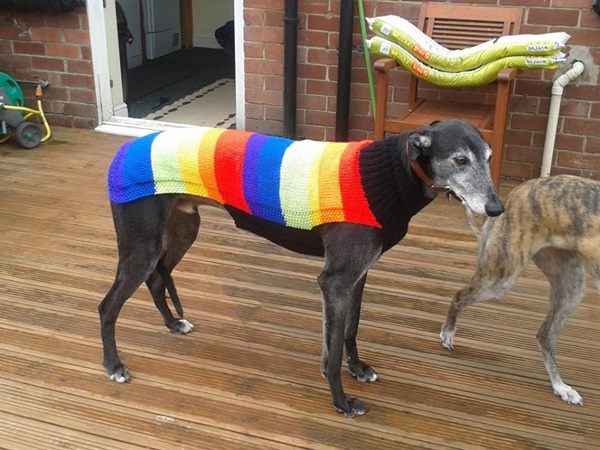 แม่พระตัวจริง หญิงวัย 52 ปี ลาออกจากงาน เพื่อถักเสื้อหนาวหมาจรจัด แม่พระตัวจริง หญิงวัย 52 ปี ลาออกจากงาน เพื่อถักเสื้อหนาวหมาจรจัด