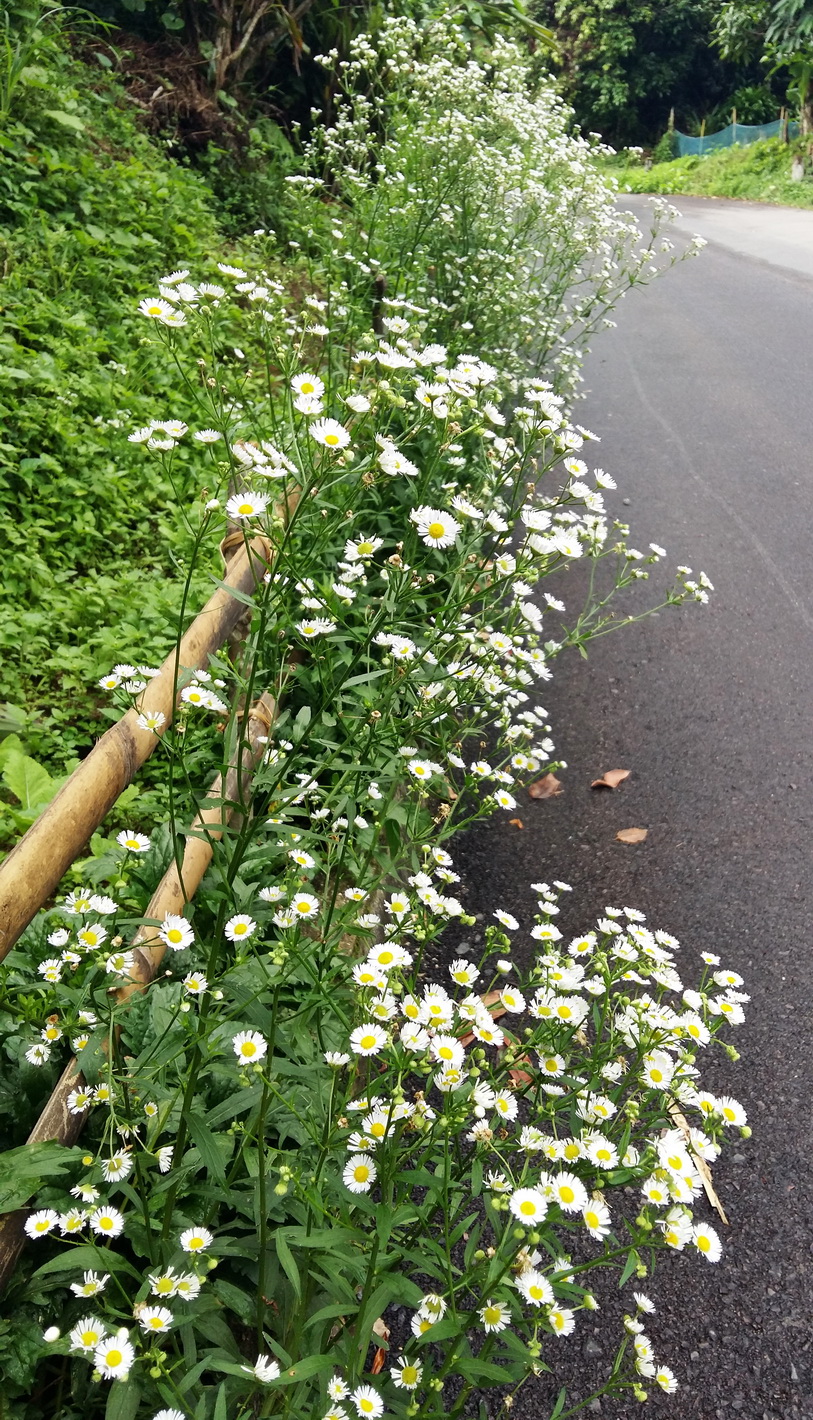 เยือนเชียงดาว-แม่แตง-แม่กำปอง เที่ยวเชียงใหม่หน้าฝนใครว่าไม่สวย เยือนเชียงดาว-แม่แตง-แม่กำปอง เที่ยวเชียงใหม่หน้าฝนใครว่าไม่สวย