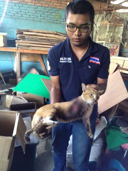 เร่งตามล่าคนใจโหด ใช้มีดฟันขาแมวขาดแผลลึกถึงหัวใจ เร่งตามล่าคนใจโหด ใช้มีดฟันขาแมวขาดแผลลึกถึงหัวใจ