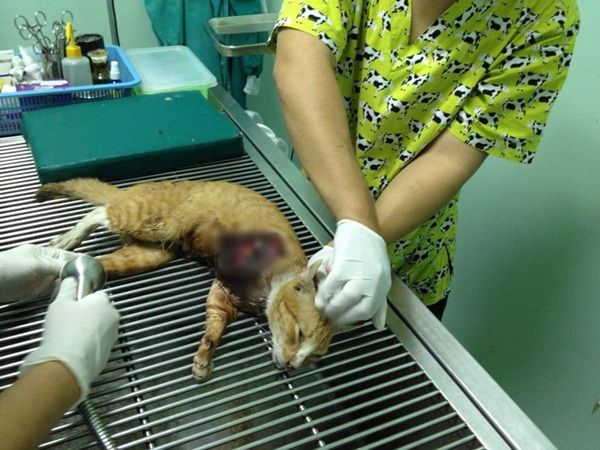 เร่งตามล่าคนใจโหด ใช้มีดฟันขาแมวขาดแผลลึกถึงหัวใจ เร่งตามล่าคนใจโหด ใช้มีดฟันขาแมวขาดแผลลึกถึงหัวใจ