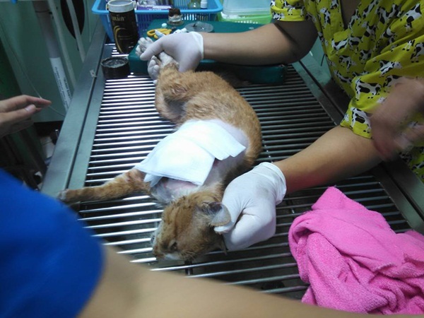 เร่งตามล่าคนใจโหด ใช้มีดฟันขาแมวขาดแผลลึกถึงหัวใจ เร่งตามล่าคนใจโหด ใช้มีดฟันขาแมวขาดแผลลึกถึงหัวใจ