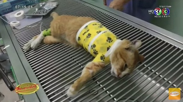 เร่งตามล่าคนใจโหด ใช้มีดฟันขาแมวขาดแผลลึกถึงหัวใจ เร่งตามล่าคนใจโหด ใช้มีดฟันขาแมวขาดแผลลึกถึงหัวใจ