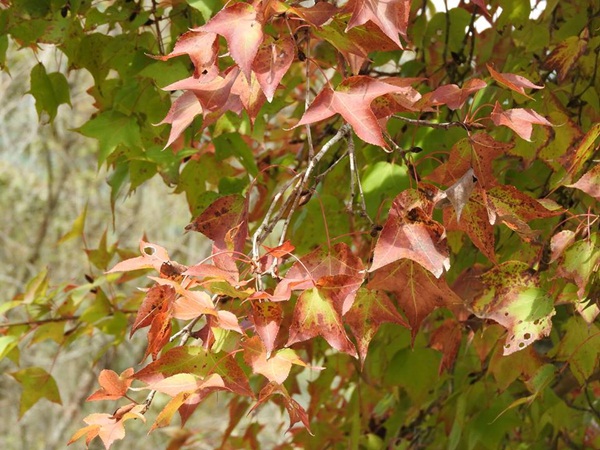 เมเปิ้ลแดง เปลี่ยนสี เมเปิ้ลแดง เปลี่ยนสี