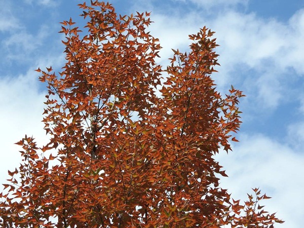 เมเปิ้ลแดง เปลี่ยนสี เมเปิ้ลแดง เปลี่ยนสี