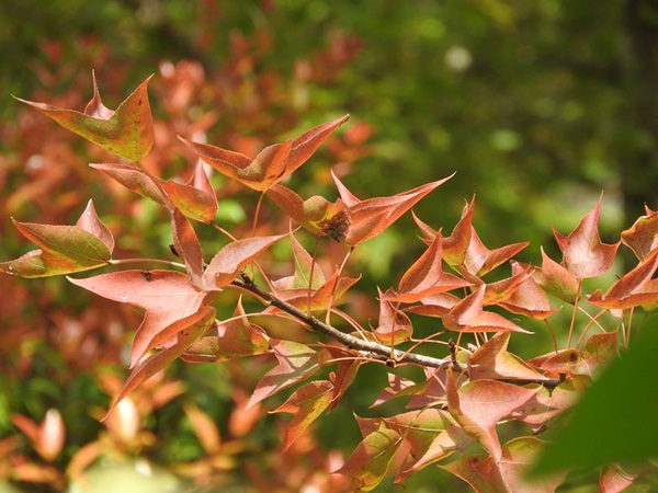 เมเปิ้ลแดง เปลี่ยนสี เมเปิ้ลแดง เปลี่ยนสี