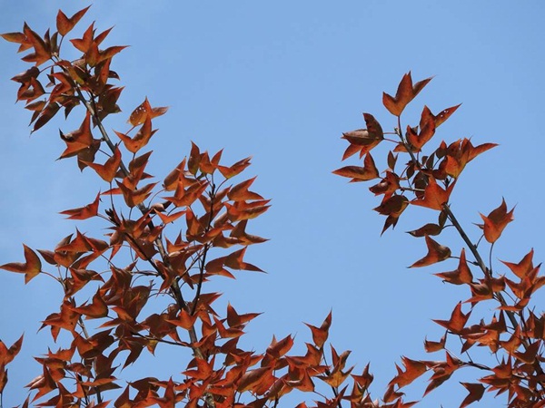 เมเปิ้ลแดง เปลี่ยนสี เมเปิ้ลแดง เปลี่ยนสี