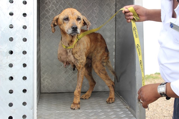 สุนัขฮีโร่ สุนัขฮีโร่