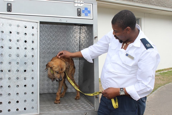 สุนัขฮีโร่ สุนัขฮีโร่