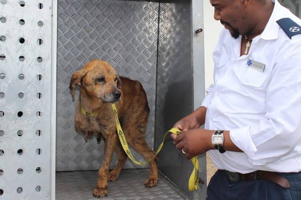 สุนัขฮีโร่ สุนัขฮีโร่