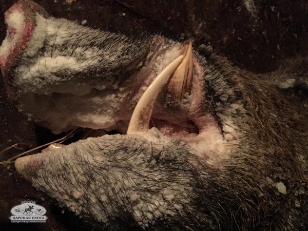 ฆ่าโคตรหมูป่า ฆ่าโคตรหมูป่า