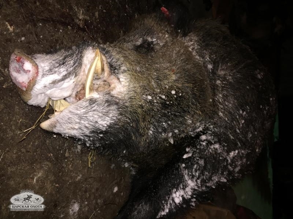 ฆ่าโคตรหมูป่า ฆ่าโคตรหมูป่า