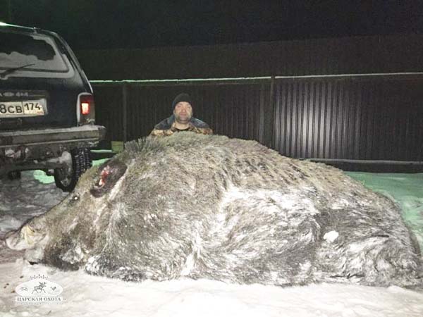 ฆ่าโคตรหมูป่า ฆ่าโคตรหมูป่า