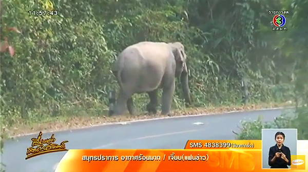 ช้างเขาใหญ่ ช้างเขาใหญ่