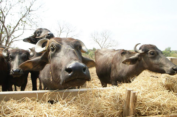 รวมฟาร์มสัตว์ในไทย รวมฟาร์มสัตว์ในไทย