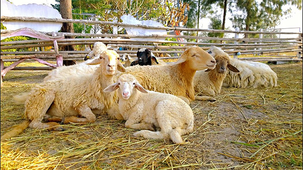 รวมฟาร์มสัตว์ในไทย รวมฟาร์มสัตว์ในไทย