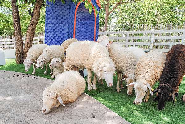 รวมฟาร์มสัตว์ในไทย รวมฟาร์มสัตว์ในไทย