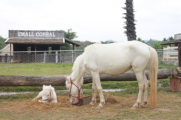 รวมฟาร์มสัตว์ในไทย รวมฟาร์มสัตว์ในไทย