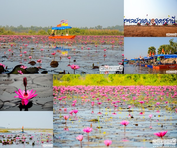 ทะเลบัวแดง อุดรธานี ทะเลบัวแดง อุดรธานี