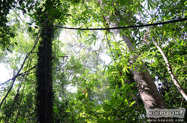 10 เส้นทางเดินป่าหน้าฝน กิจกรรมสุดเย็นฉ่ำของนักผจญภัย 10 เส้นทางเดินป่าหน้าฝน กิจกรรมสุดเย็นฉ่ำของนักผจญภัย