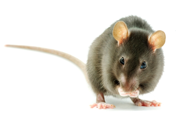 โรคฉี่หนู โรคฉี่หนู leptospirosis อาการโรคฉี่หนู โรคที่มากับน้ำท่วม