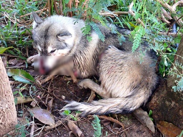 หมาไซบีเรียนถูกฆ่า หมาไซบีเรียนถูกฆ่า