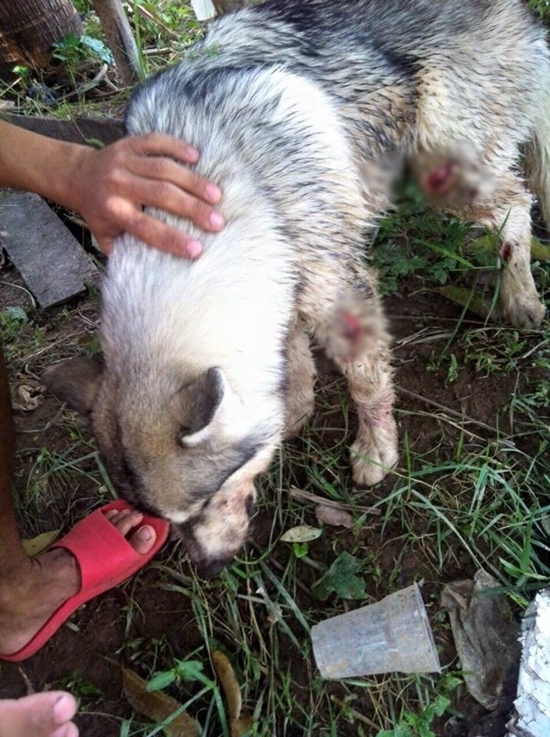 ไซบีเรียนถูกฆ่า ไซบีเรียนถูกฆ่า