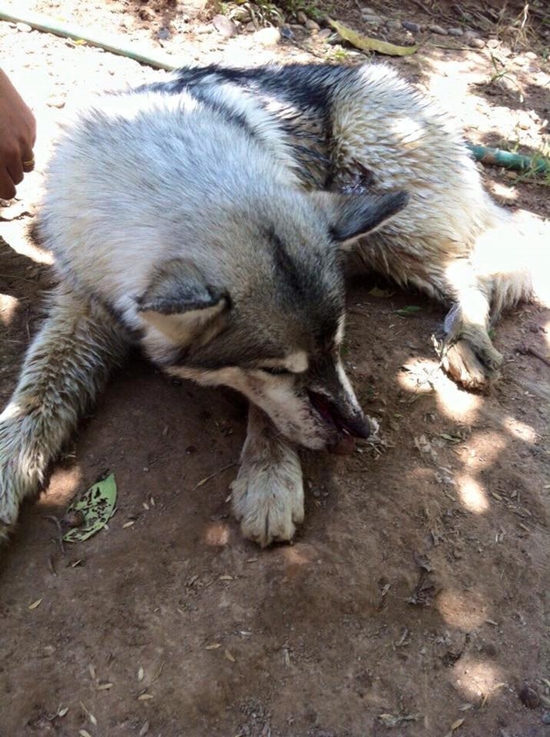 ไซบีเรียนถูกฆ่า ไซบีเรียนถูกฆ่า