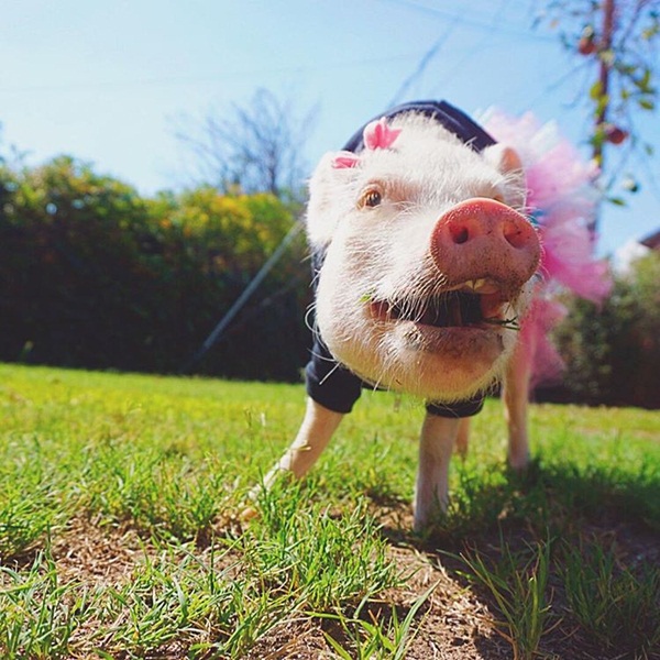 แฮมเลต หมูน้อยมหัศจรรย์ ช่วยเด็กสาวรอดตายจากลมชักเพราะความน่ารัก แฮมเลต หมูน้อยมหัศจรรย์ ช่วยเด็กสาวรอดตายจากลมชักเพราะความน่ารัก