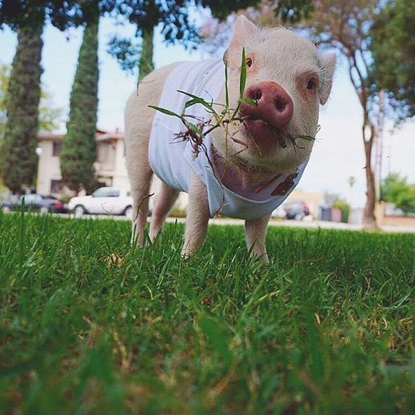 แฮมเลต หมูน้อยมหัศจรรย์ ช่วยเด็กสาวรอดตายจากลมชักเพราะความน่ารัก แฮมเลต หมูน้อยมหัศจรรย์ ช่วยเด็กสาวรอดตายจากลมชักเพราะความน่ารัก