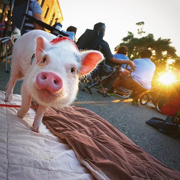 แฮมเลต หมูน้อยมหัศจรรย์ ช่วยเด็กสาวรอดตายจากลมชักเพราะความน่ารัก แฮมเลต หมูน้อยมหัศจรรย์ ช่วยเด็กสาวรอดตายจากลมชักเพราะความน่ารัก