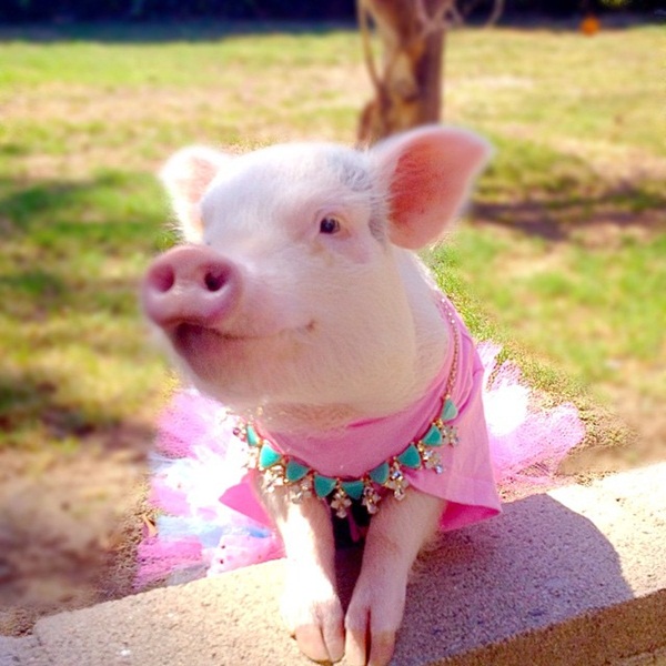 แฮมเลต หมูน้อยมหัศจรรย์ ช่วยเด็กสาวรอดตายจากลมชักเพราะความน่ารัก แฮมเลต หมูน้อยมหัศจรรย์ ช่วยเด็กสาวรอดตายจากลมชักเพราะความน่ารัก